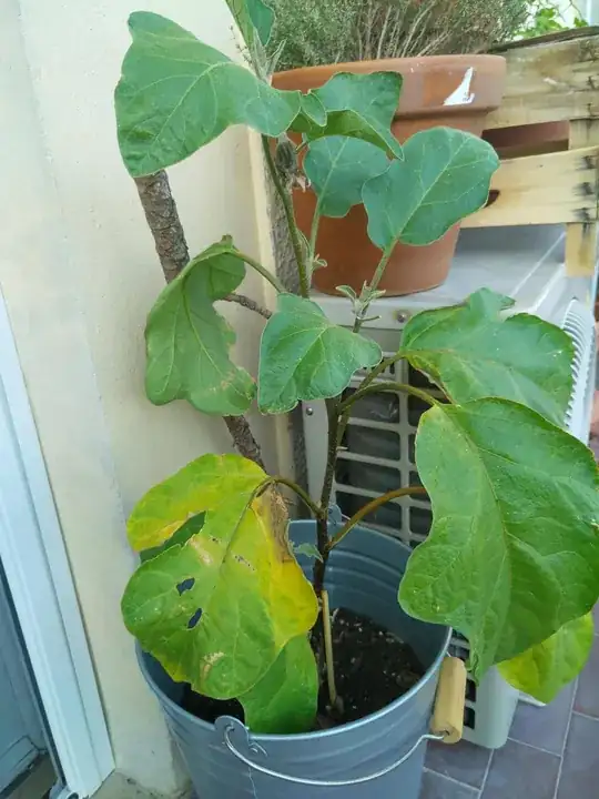 Eggplant