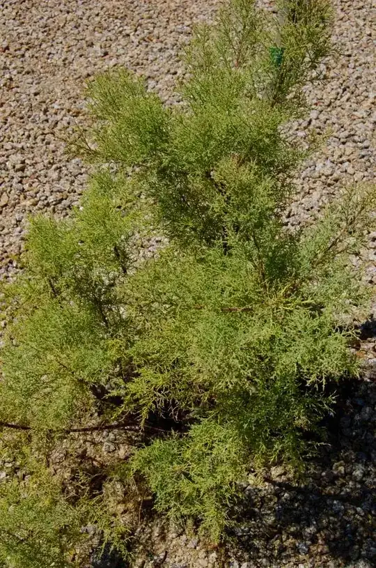 Shrub #6
