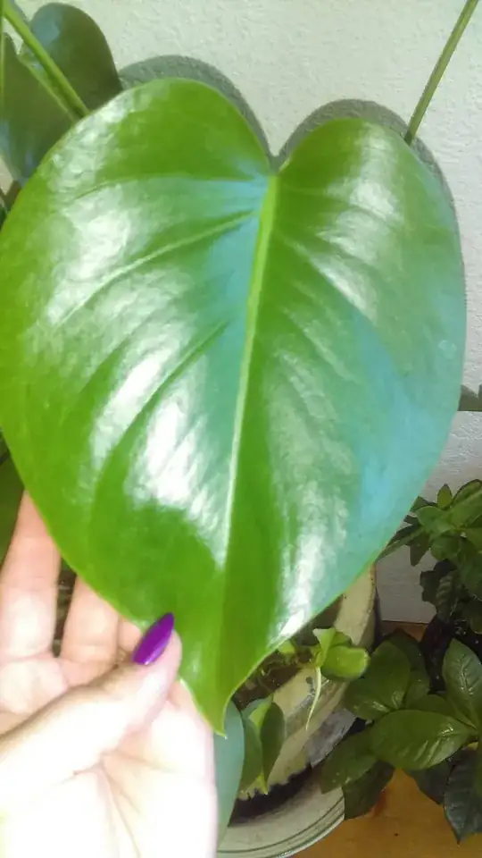 Large Leaf; no sign of splitting