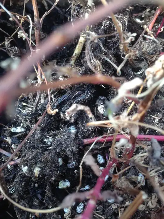 Little white chalk-like grains