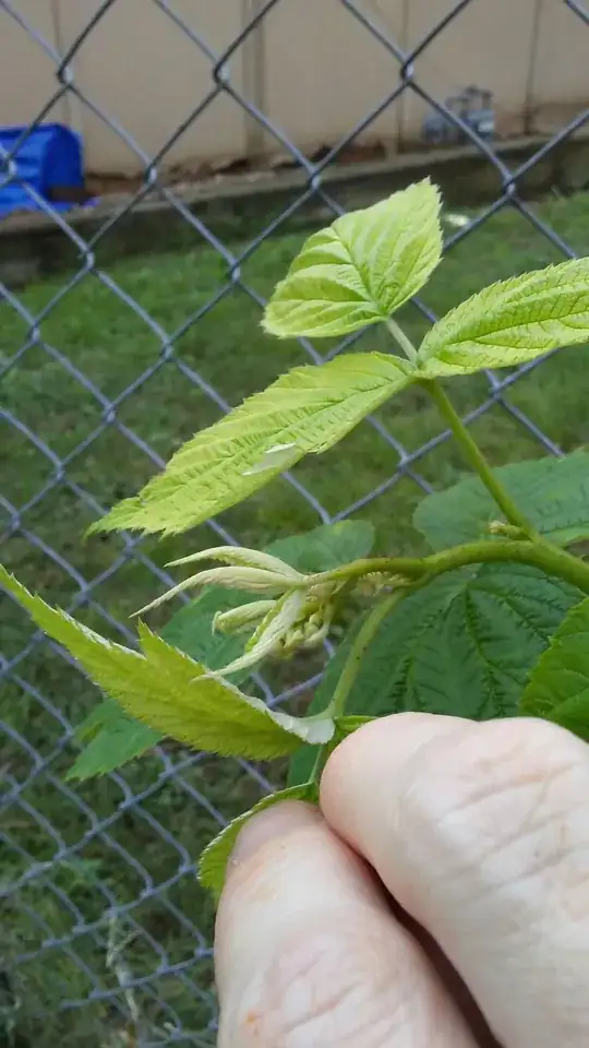 ![my everbearing raspberry is up to something