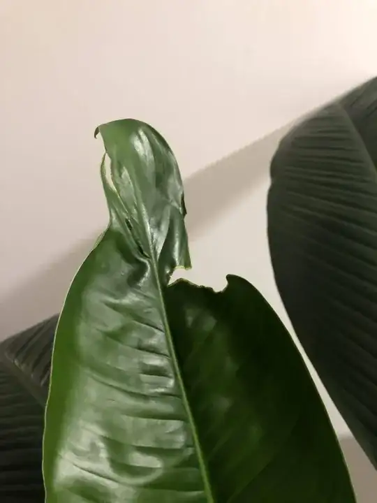 Leaf 3-2