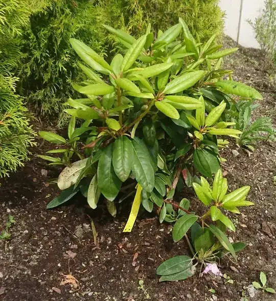 Rhododendron updated