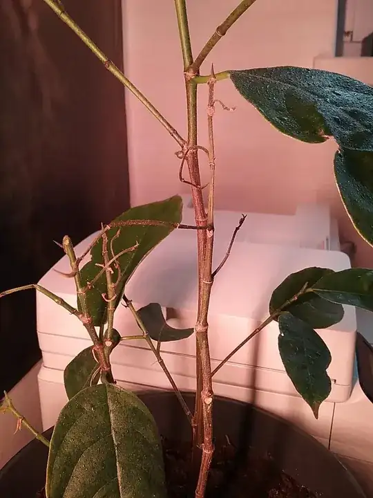 dried out branches