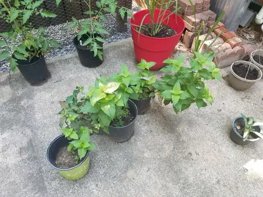 Mint 1