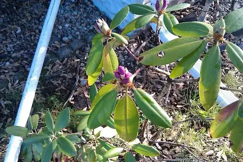 With flowers