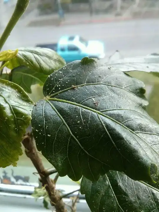 hibiscus mites
