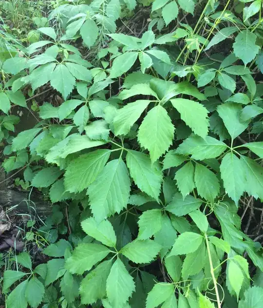 Aggressive Vine