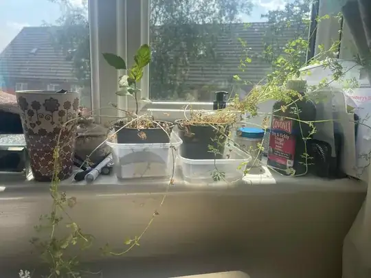 coriander and Apple plant