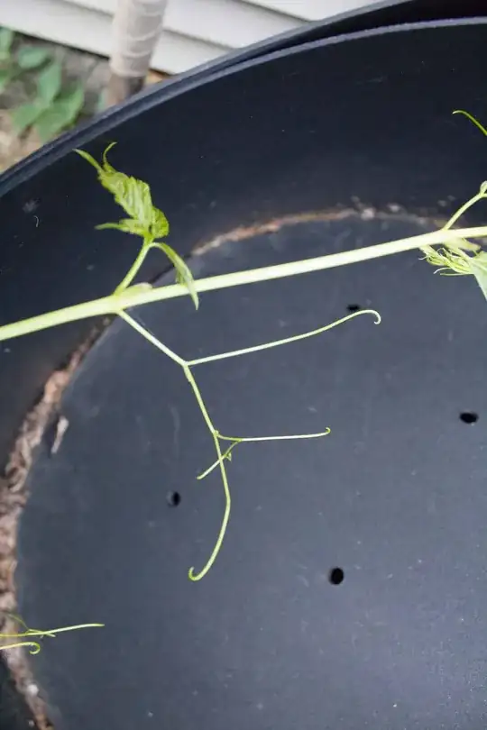 tendril