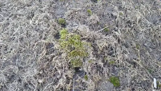 moss close up