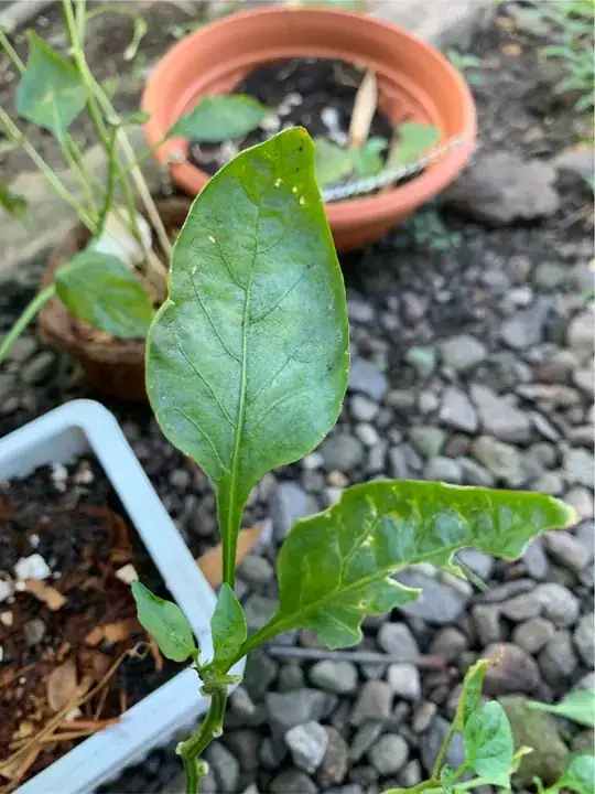 Bell pepper bitten leaf 2