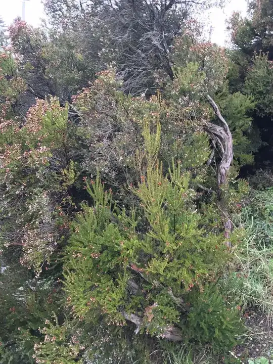 large heather plant in seattle area yard