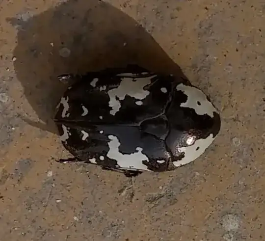 Beetle
