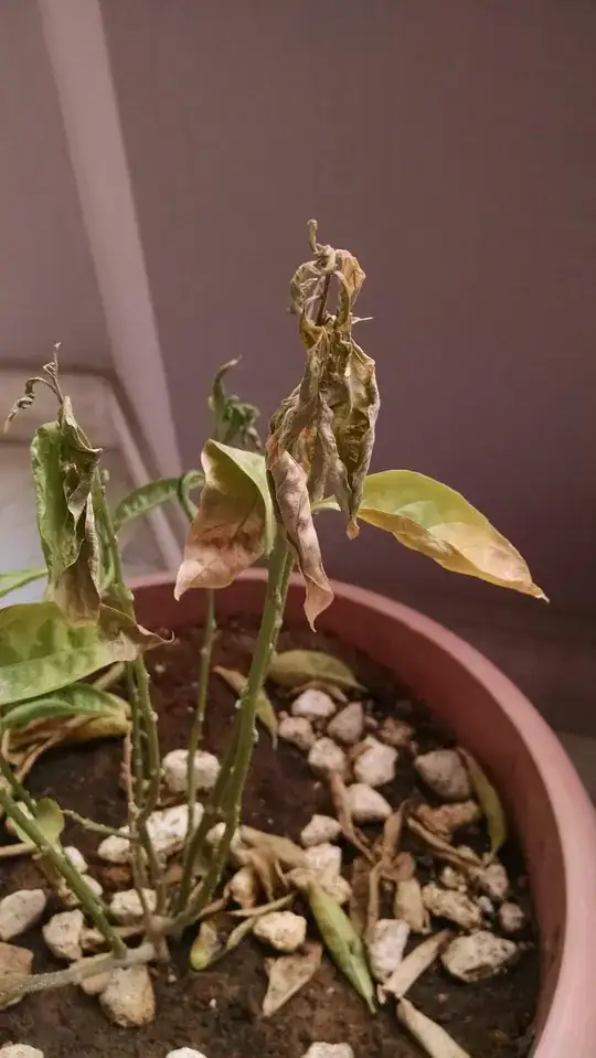 curly and wilting leafs