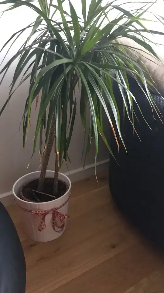 unknown tree