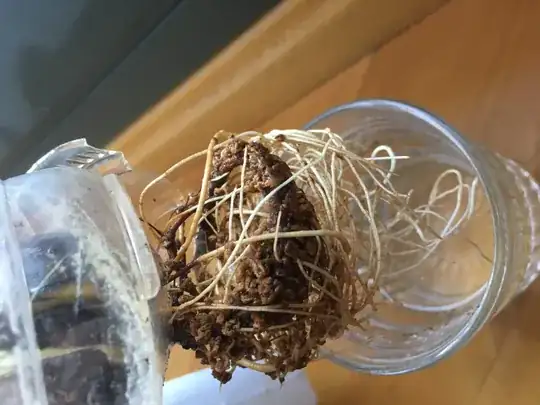 Avocado Roots