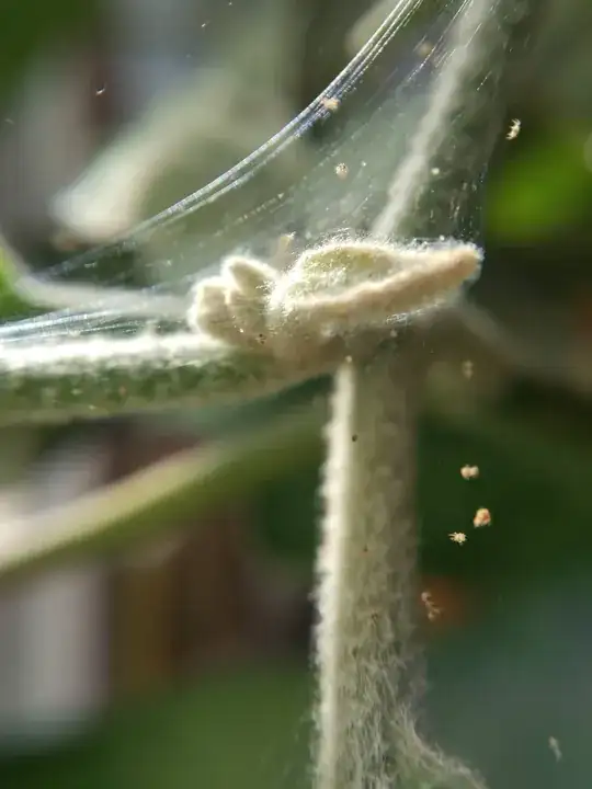 More webs