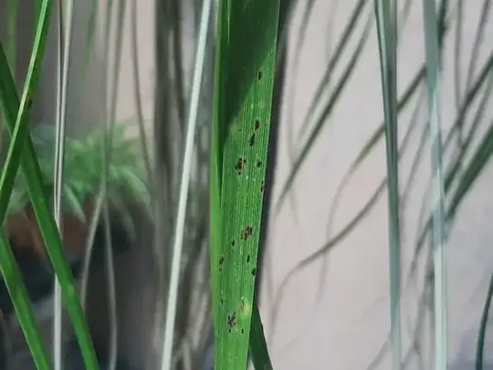 ponytail palm pest
