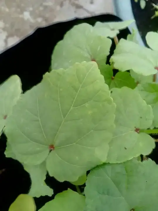 Recent Okra shoot