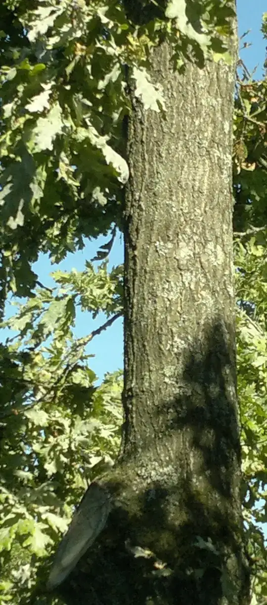 Oak