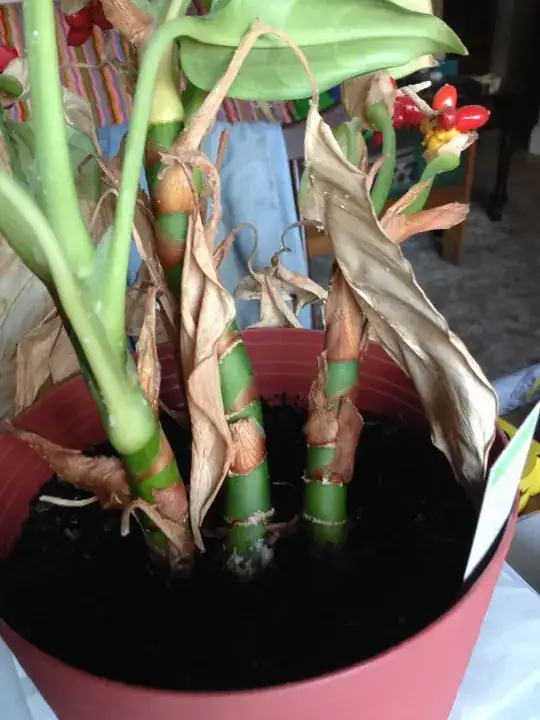Unknown Plant2