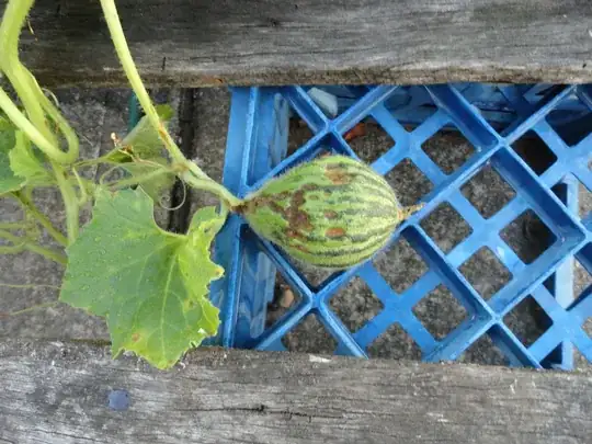 Piel De Sapo