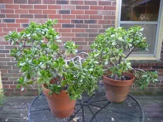 Whole plants in 12 inch pots