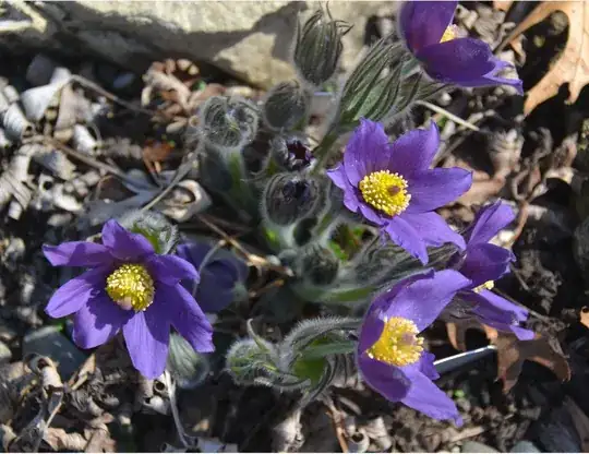 Pulsatilla vulgaris
