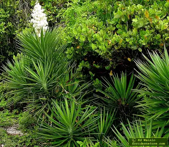 Yucca aloifolia is what this type is called