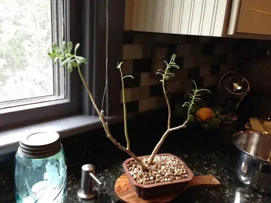 bonsai