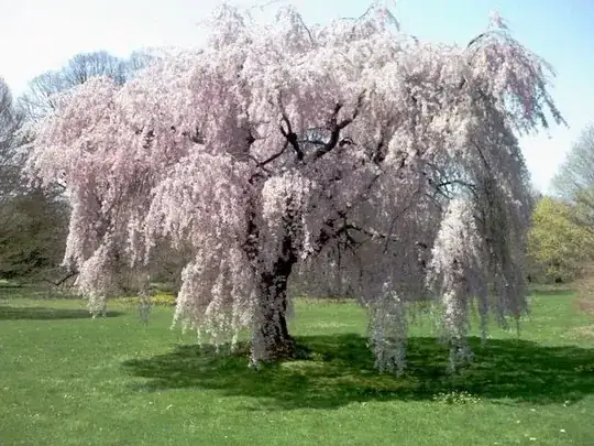Weeping Cherry