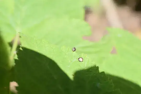Some strange black "seeds" on some of the leaves