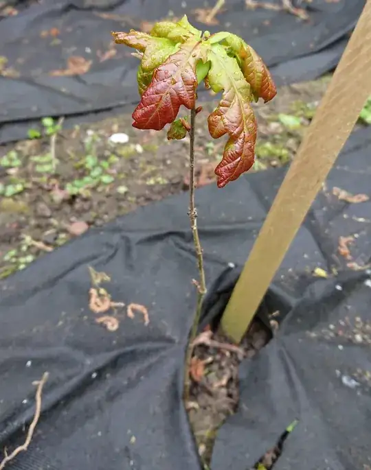 Oak sapling