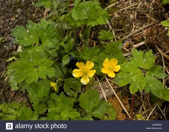 Creeping buttercup 