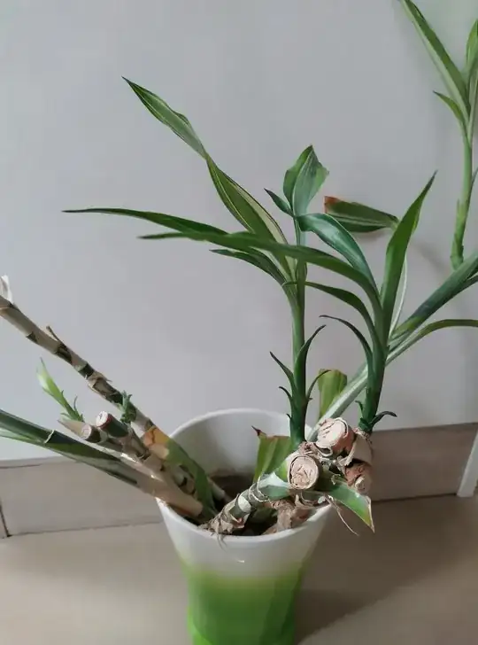 Cutted Parts in vase