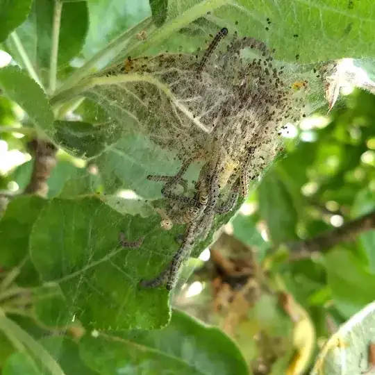 A view from under the leaf