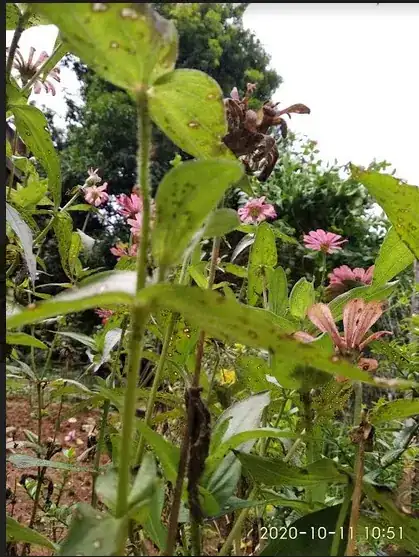 underside of leaves