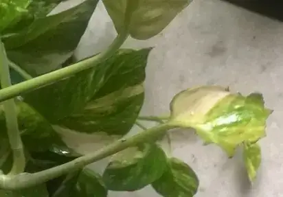 Behind the mango is perfectly normal