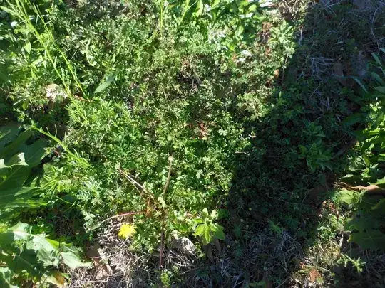 Weeds234A1