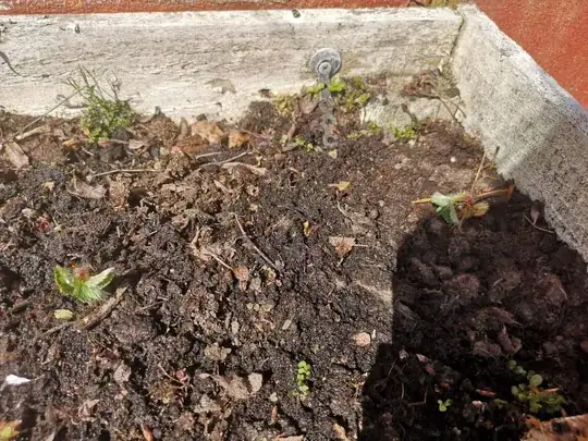 On day 15 (today) they looked like this
