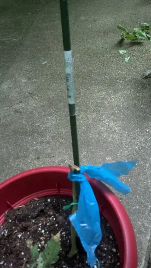 The plant