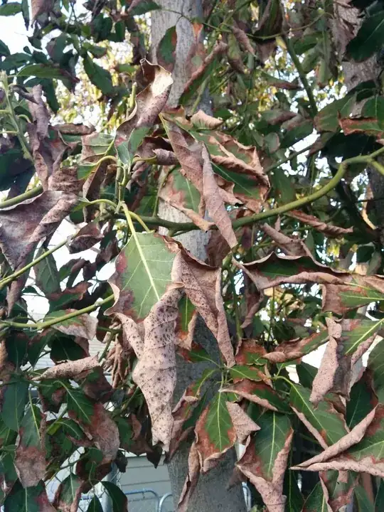 Close-up of the leaves