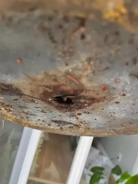 drainage
