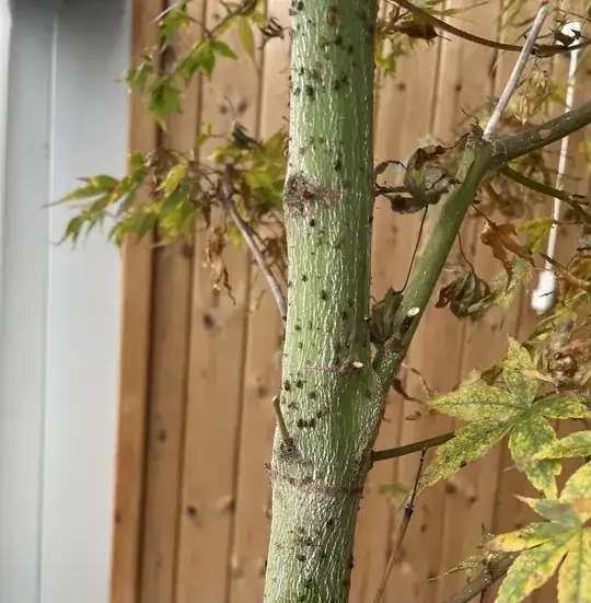Tree covered in small black insects