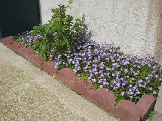 Mazus groundcover