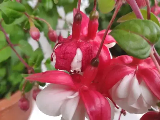 Fuchsia dry