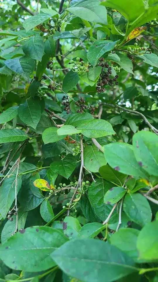 bush