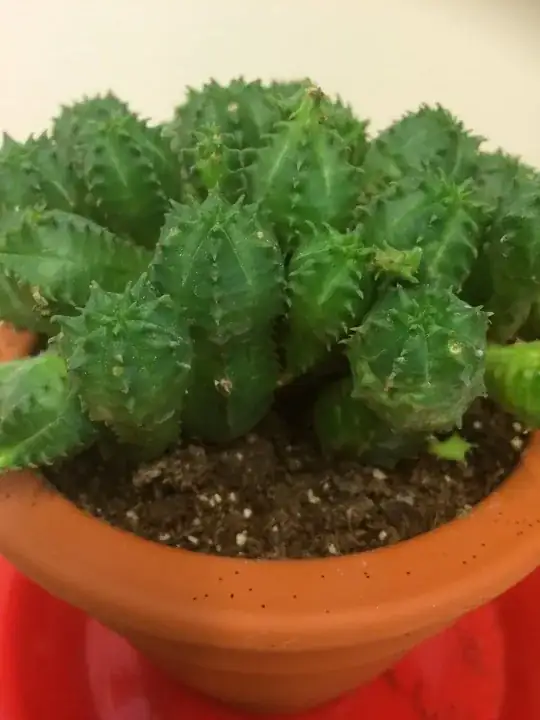 My Cactus