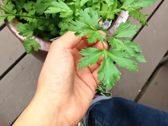 Parsley white tips